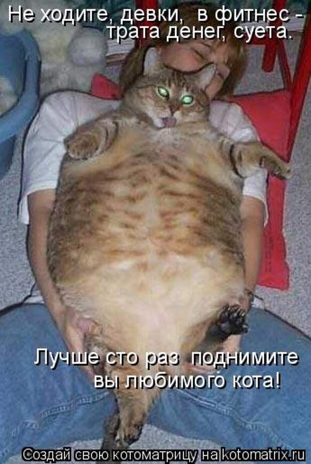 Свежая котоматрица для настроения (28 фото)