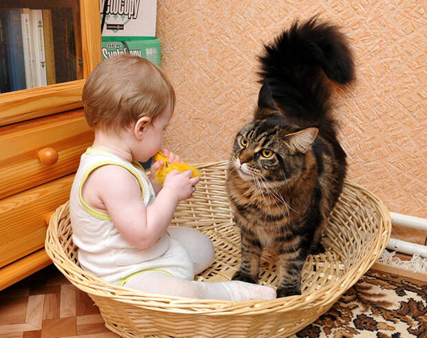 Кошка и ребенок