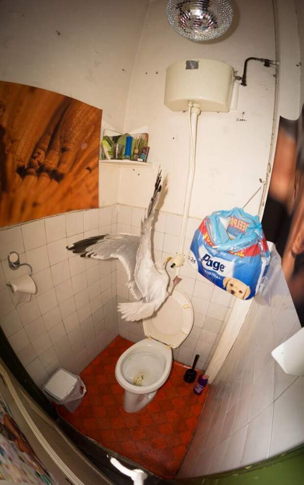 8. "На меня чайка напала в туалете" доказательства, невероятно., пруф, случаи из жизни, фото юмор смешные истории, фото юмор