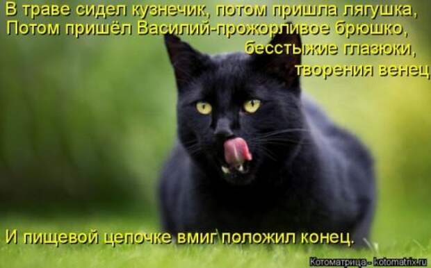 Свежая котоматрица на Бугаге (37 фото)