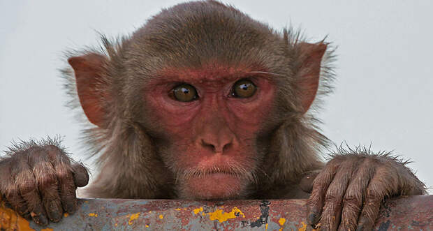 rhesus macaque