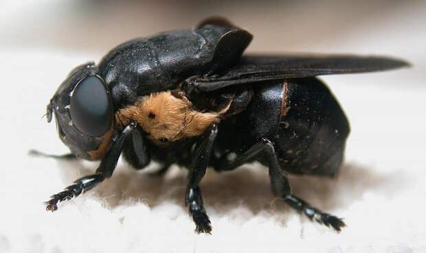 Маленький, да ужасненький: 10 самых страшных насекомых