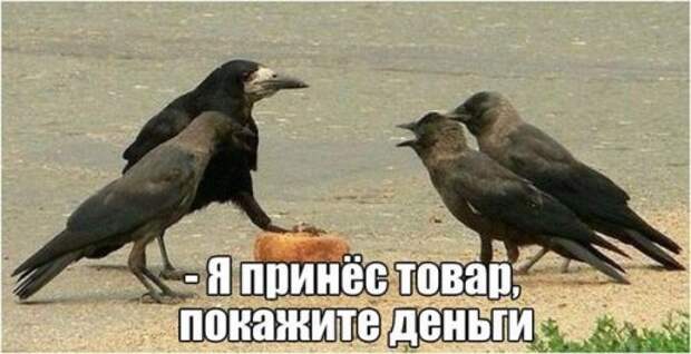 Новые фотомемы на Бугаге (23 шт)