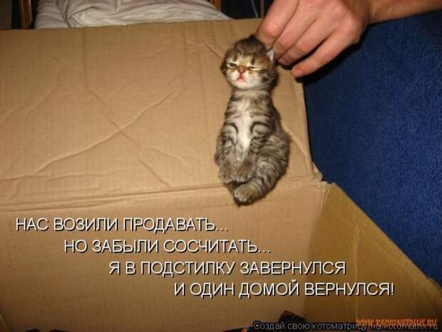 Уфф!!! Ну наконец-то! Котоматрицы великолепные, каждая с улыбкой и хорошим настроением!
