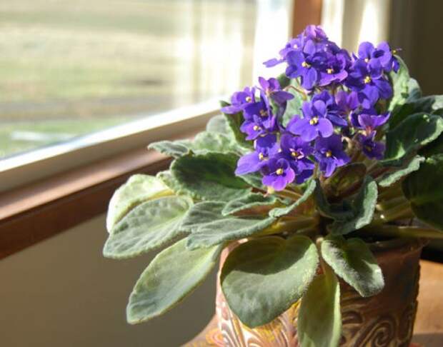 Для активного роста и цветения узамбарскую фиалку нужно держать в светлом помещении поближе к окну