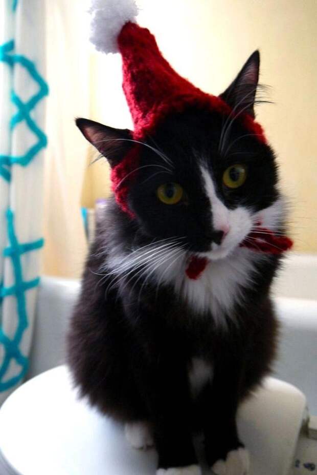 Коты против Рождества, смешные кошки  новогодние ёлки, смешные кошки Новый год