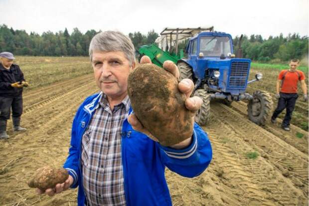 Правда ли, что картошку в Россию привезли крестьяне?