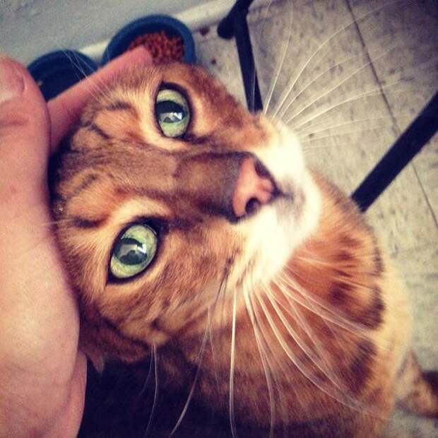 Без кота и жизнь не та