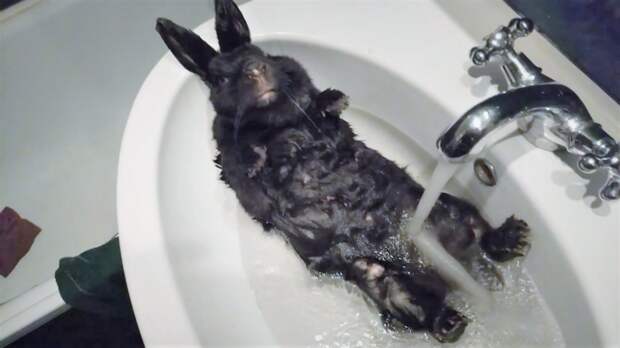 Очень милые и смешные животные