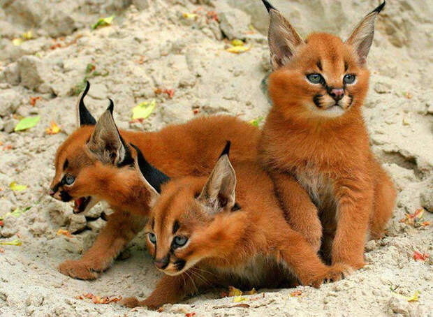 Baby Caracals