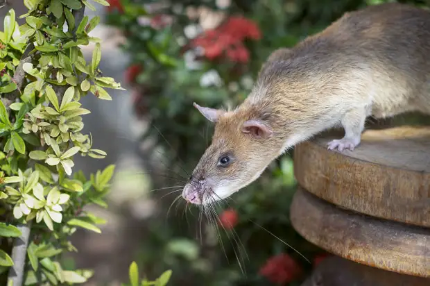 Героическая крыса впервые в истории получила высшую награду Великобритании