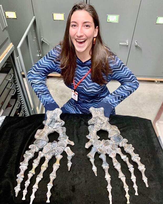 Так выглядели передние конечности североамериканских мезозавров (Mosasaurus conodon). Демонстрация сделана в музее Скалистых гор Так выглядели передние конечности североамериканских мезозавров (Mosasaurus conodon). Демонстрация сделана в музее Скалистых гор