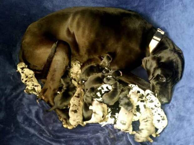 Клео родила 19 щенков в ветеринарной клинике Kingman Animal Hospital Клео, животные, немецкий дог, роды, собака, фото, щенок