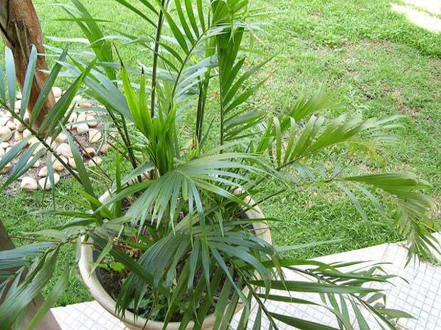 Хамедорея Сейфрица, или Бамбуковая пальма (Chamaedorea seifrizii), фото растения для дома фотография картинка