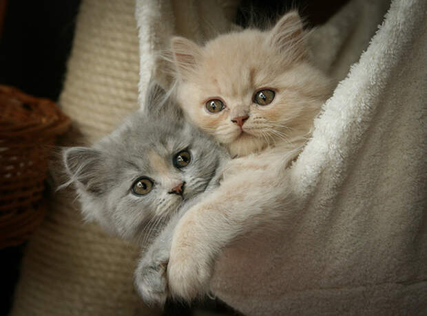 Позитивные котята для улыбки (12 фото) Позитивные котята для улыбки (12 фото)