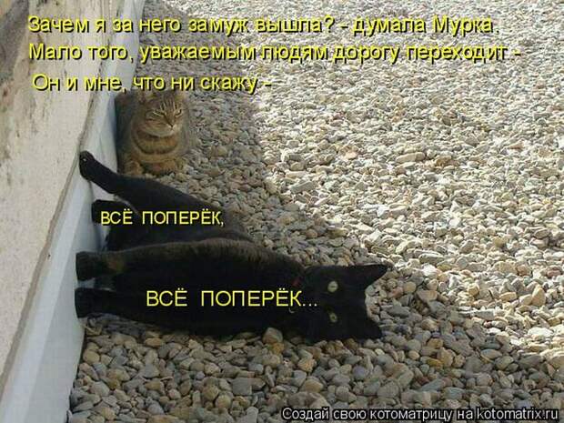 Лучшие котоматрицы недели (50 фото)