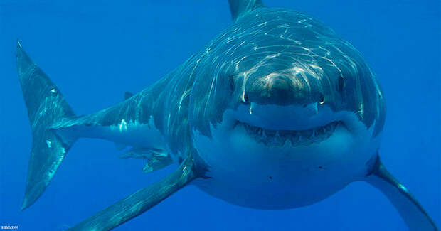 Есть в мире хищник, которого ужасно боятся акулы. Вот что он с ними делает