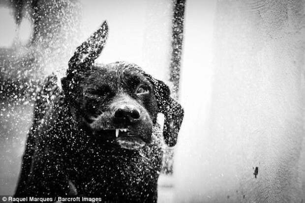 Raquel Marques Бразилия пес отряхивается после купания животные конкурс фото юмор