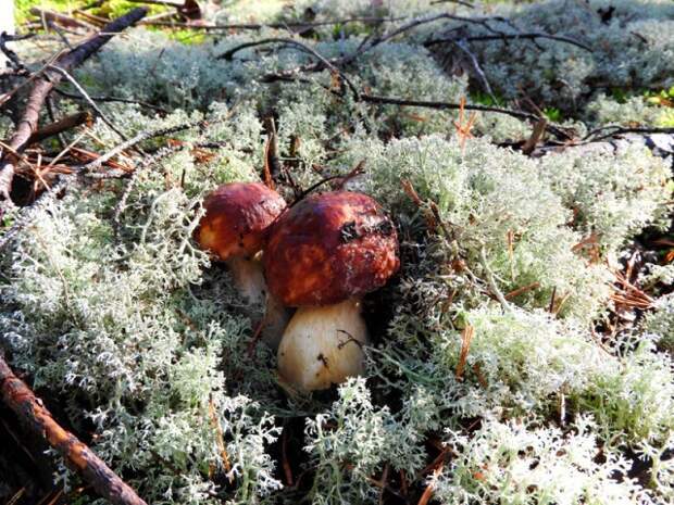 Вот такая белая молодёжь  грибы, листва, осень, природа, прогулка, сделай сам