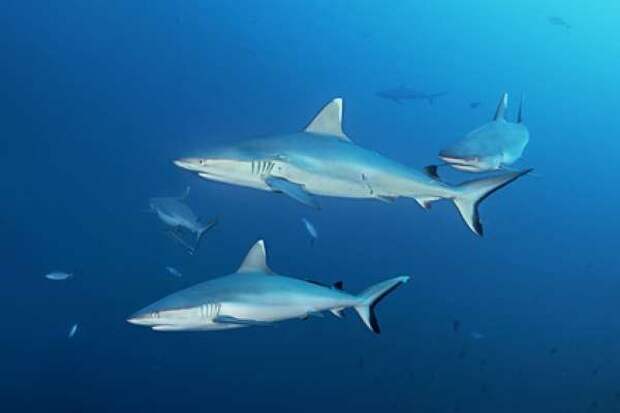 Во Французской Полинезии акула напала на туристку
