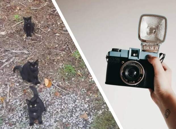 В сети не могут подсчитать котиков: на фото все видят только троих, но их четыре