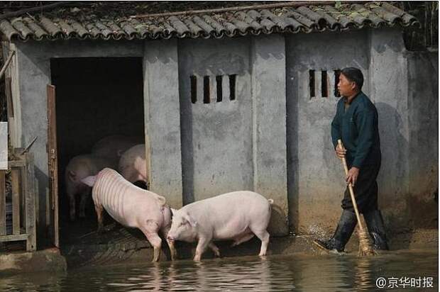 Китайский фермер научил свиней нырять с вышки свинина, свиньи, сельские хозяйство, спорт