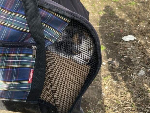 В районе Текстильщики спасли кошку, застрявшую в решётке