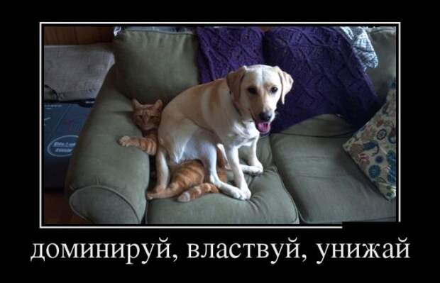 Демотиваторы (30 фото)