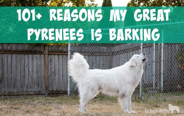 Great Pyrenees bark a lot - we all know that. I thought I'd compile a list of all the reasons my Great Pyrenees have barked. What has caused your pyr to bark? | It's Dog or Nothing