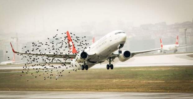 Самолету пришлось вернуться в аэропорт Минска из-за столкновения со стаей птиц