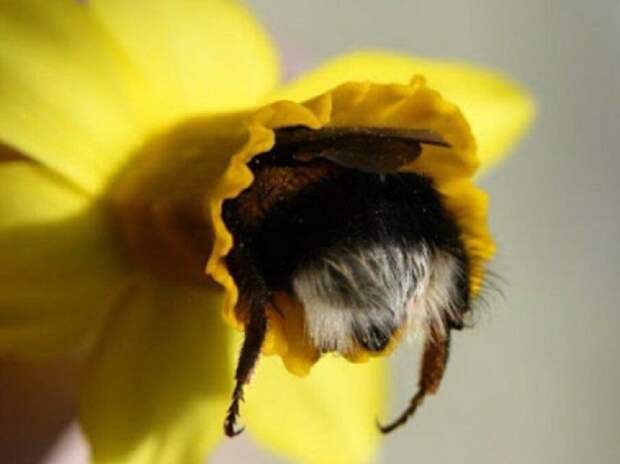 tired-bumblebees3.jpg