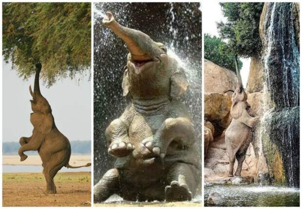 Слон — очень аккуратный зверь, ты слухам про него не верь