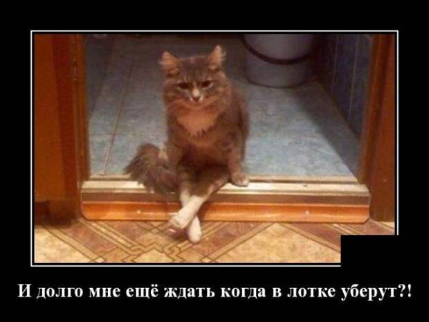 demotivatory-demotivator-smeshnye-demotivatory-demotivator-so-smyslom