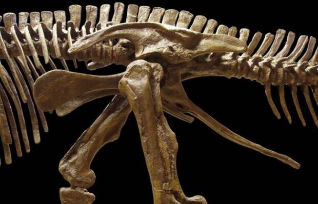 У плотоядных динозавров были полые кости.