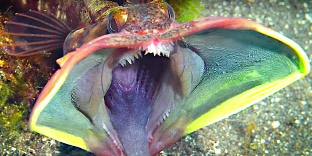Необычные обитатели морских глубин на снимках рыбака (24 фото)