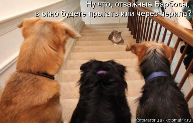 Лучшие котоматрицы недели (50 фото)
