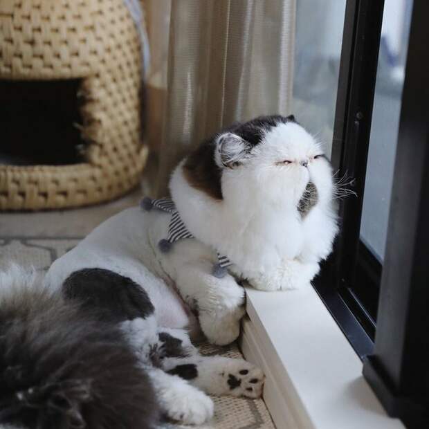 Зуу