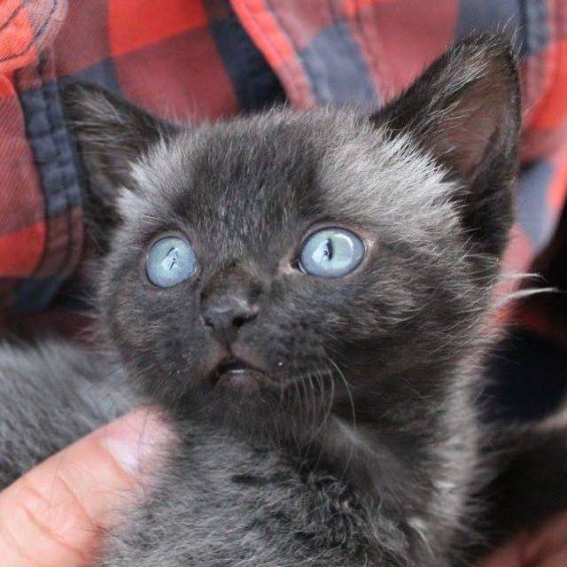 09-buce-the-cat-rescued1