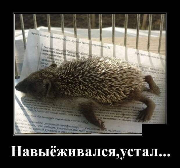 demotivatory-demotivator-smeshnye-demotivatory-demotivator-so-smyslom