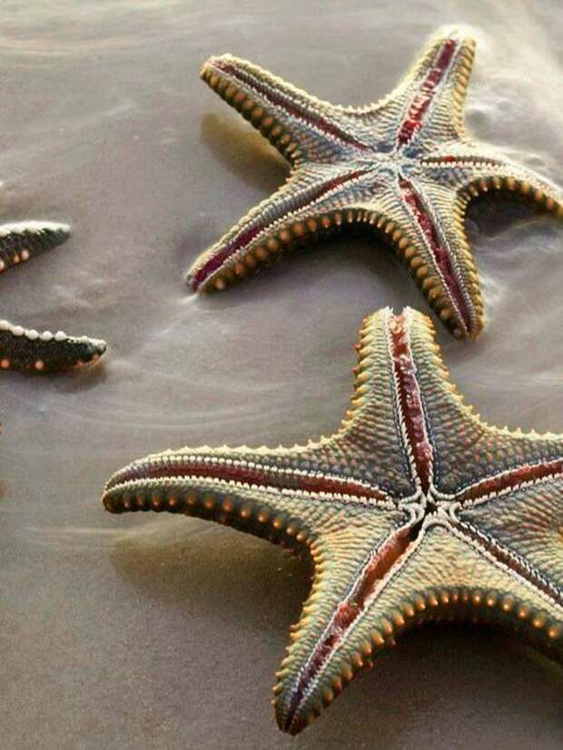 Звезды на дне моря интересное, морские звезды, факты, фауна