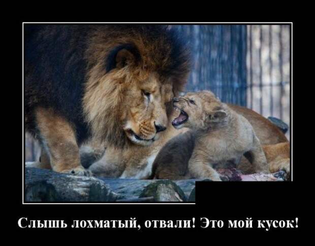 Демотиватор про львов