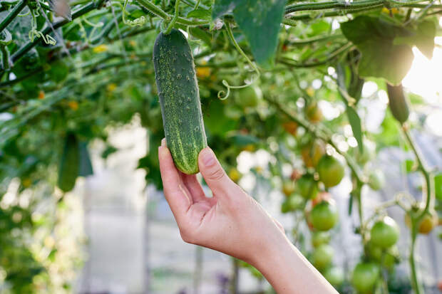 В Казани создали систему отопления теплиц при помощи пара