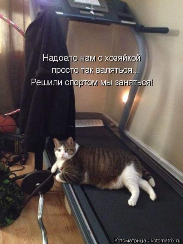 Лучшие котоматрицы недели (50 фото)