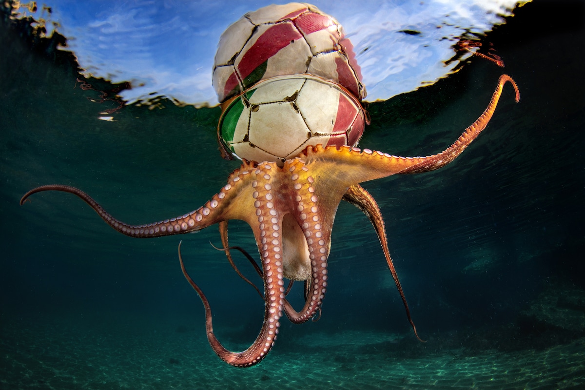 17 фотографий победителей фотоконкурса Underwater Photographer of the Year