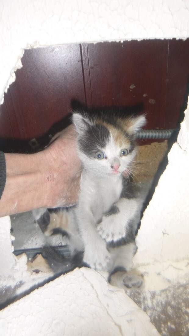 Фото Kyiv Animal Rescue Group.
