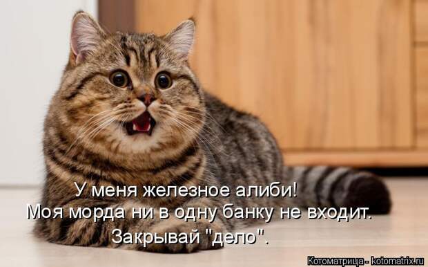 Котоматрица: У меня железное алиби! Моя морда ни в одну банку не входит. Закрывай "дело".
