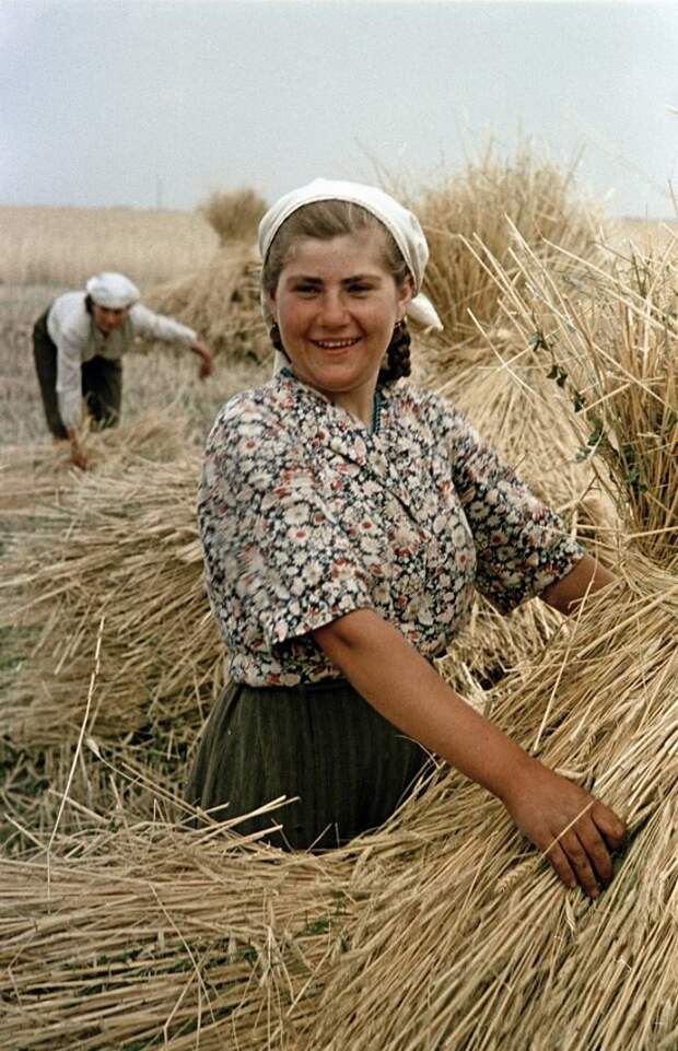 Сбор урожая пшеницы в украинском колхозе, 1950 СССР, история, люди, трудовые будни