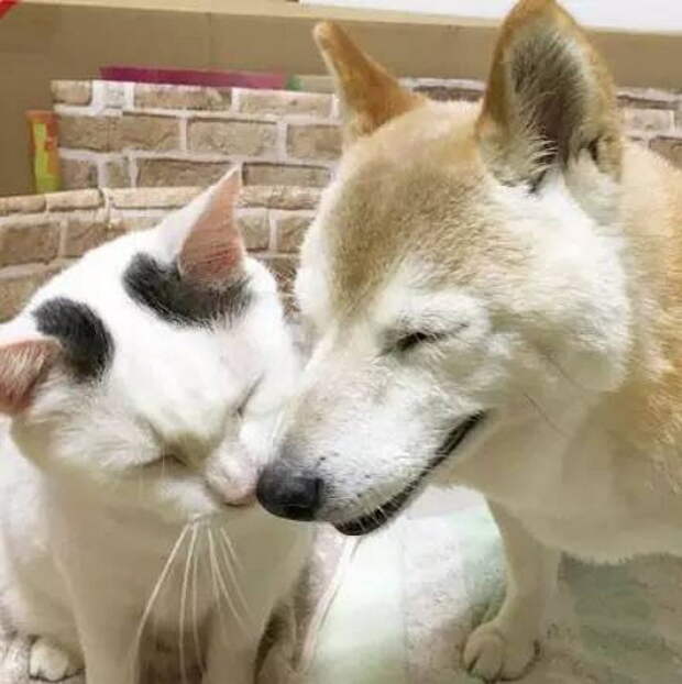 Но у него есть нянька и друг - это пятилетний кот по кличке Куу. Он каждый день заботится о старом псе и всегда рядом с ним. дружба, забота, кот, собака, старость