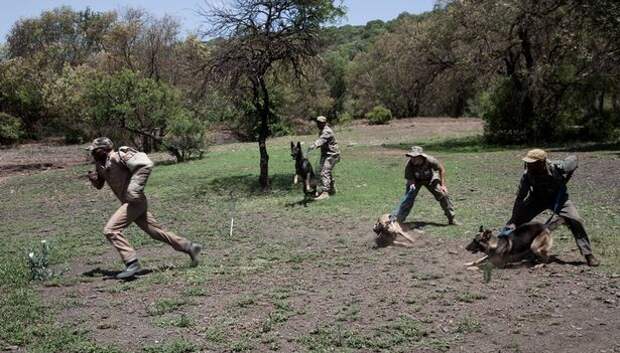 В Африке с браконьерами борются овчарки-десантники