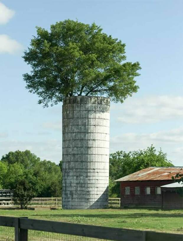 20+ Year Old Tree Growing Out The Top Of A Silo 20+ Year Old Tree Growing Out The Top Of A Silo